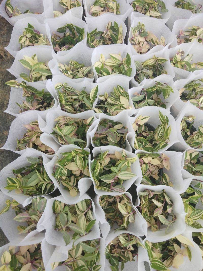 火焰彩叶草，基地自产一手货源，质量保障，诚信经营