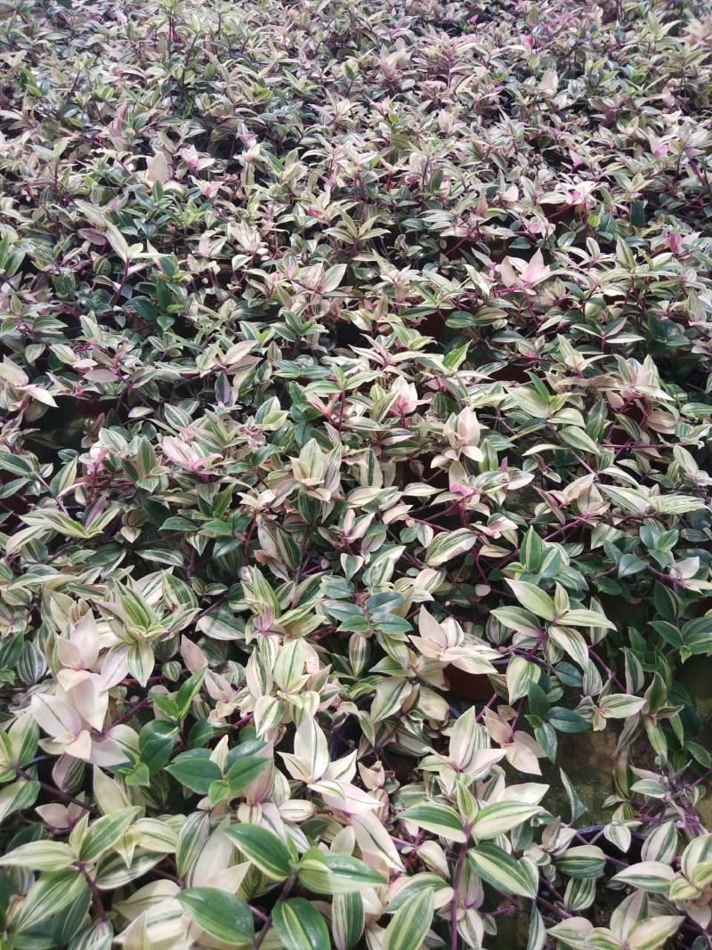 火焰彩叶草，基地自产一手货源，质量保障，诚信经营