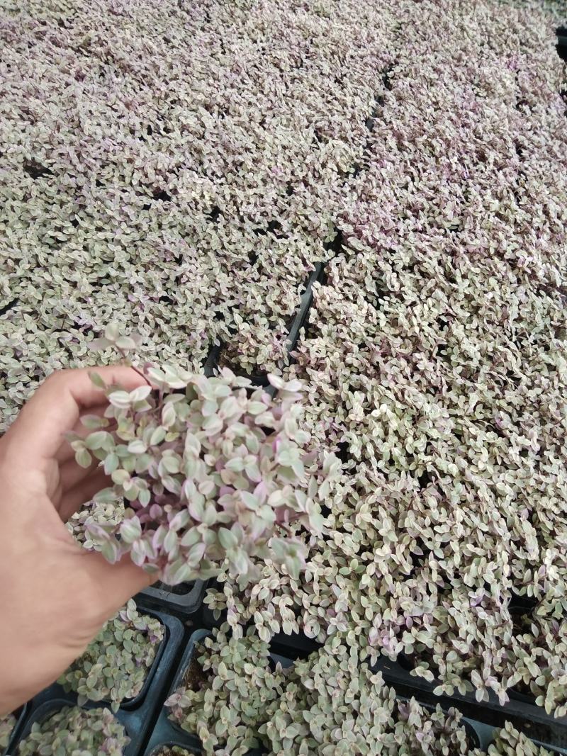 火焰彩叶草，基地自产一手货源，质量保障，诚信经营