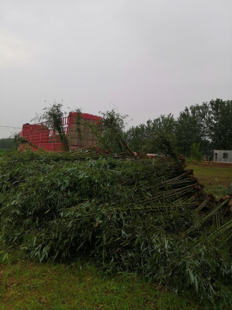 淡竹苗淡竹批发淡竹苗价格淡竹苗基地