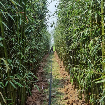 淡竹苗淡竹批发淡竹苗价格淡竹苗基地