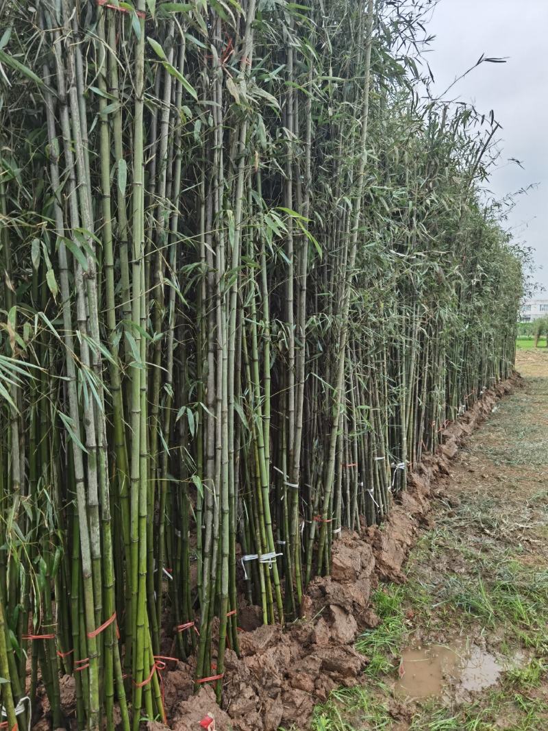 淡竹苗淡竹批发淡竹苗价格淡竹苗基地