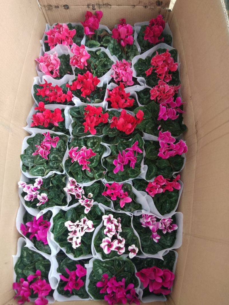 天天开，长春花，基地自产一手货源，质量保障