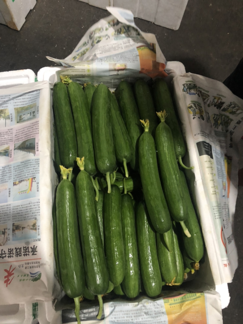广州小黄瓜产地对接超市等各种配送平台