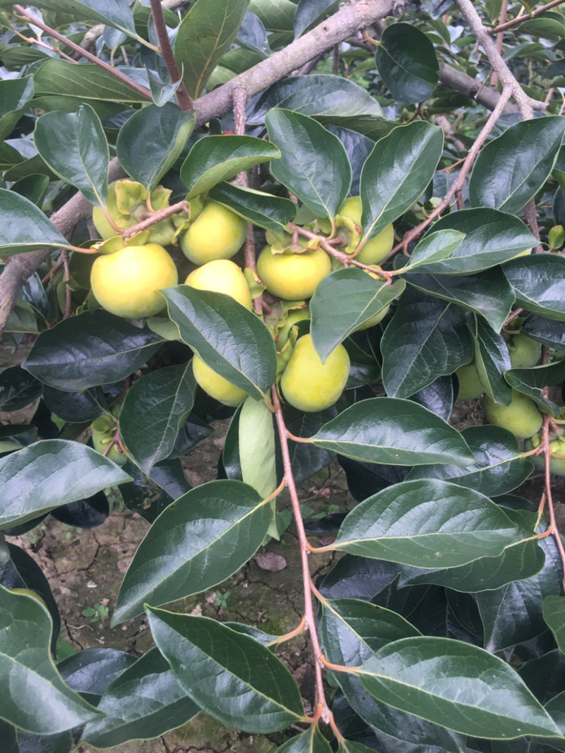 湖北随州随县无籽日本次郎甜柿子