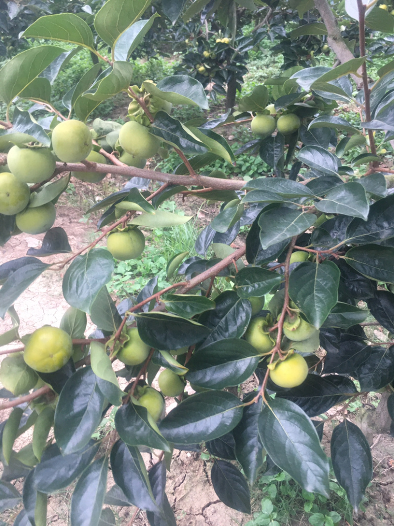 湖北随州随县无籽日本次郎甜柿子