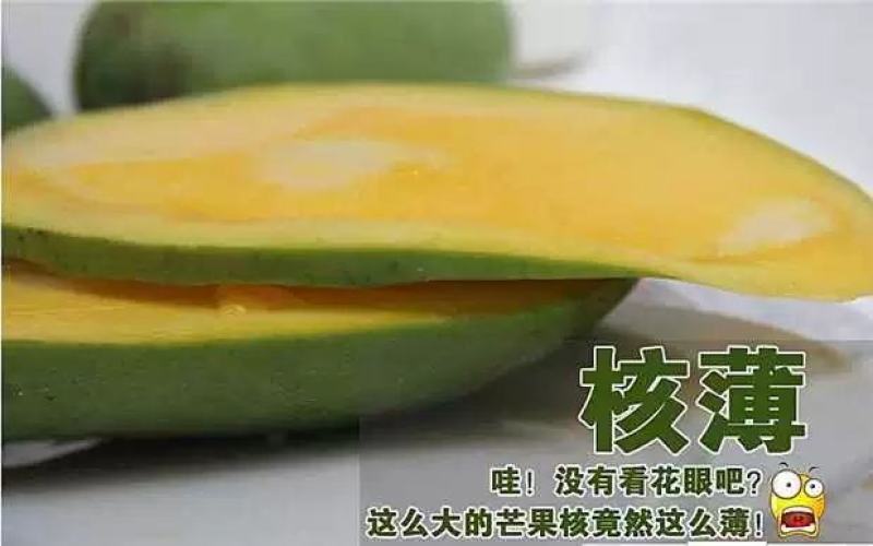 芒果树苗金煌芒果苗桂七芒果嫁接苗贵妃台农芒果树苗