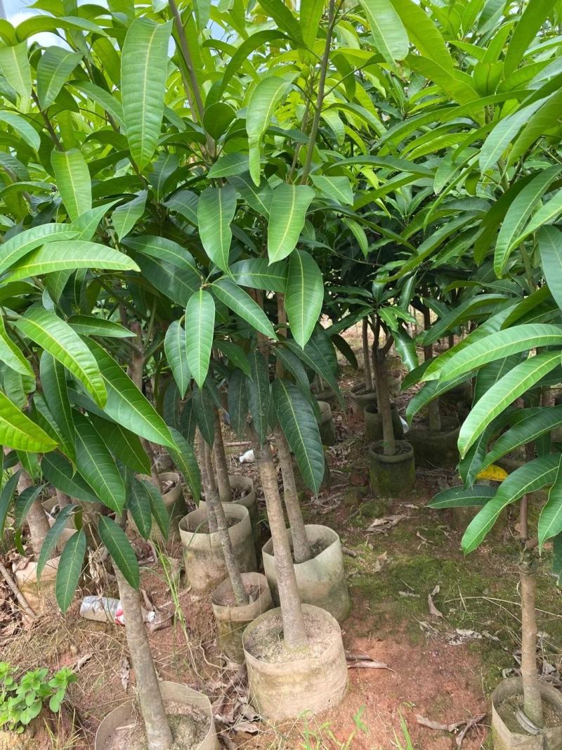 芒果树苗金煌芒果苗桂七芒果嫁接苗贵妃台农芒果树苗