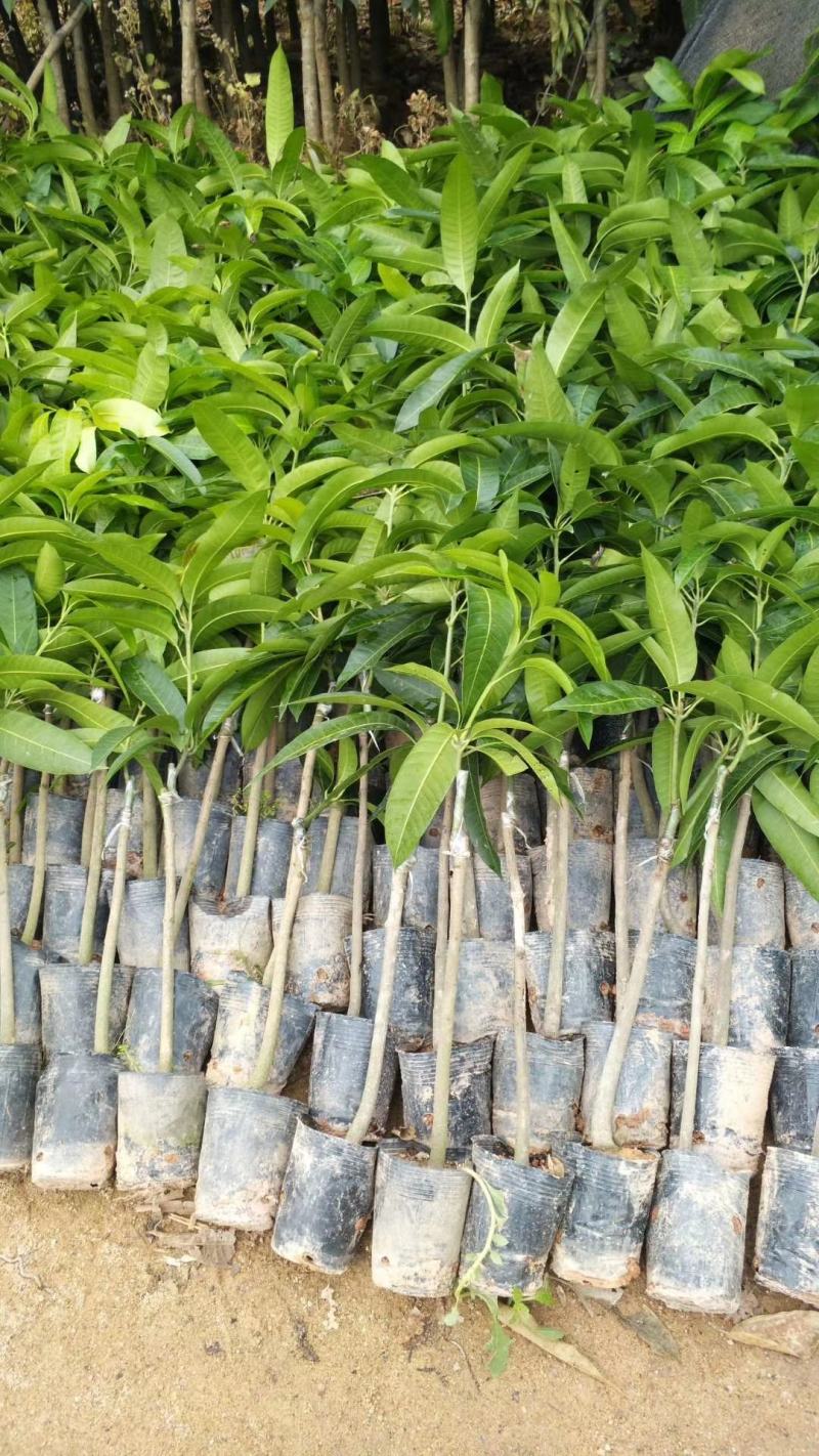芒果树苗金煌芒果苗桂七芒果嫁接苗贵妃台农芒果树苗
