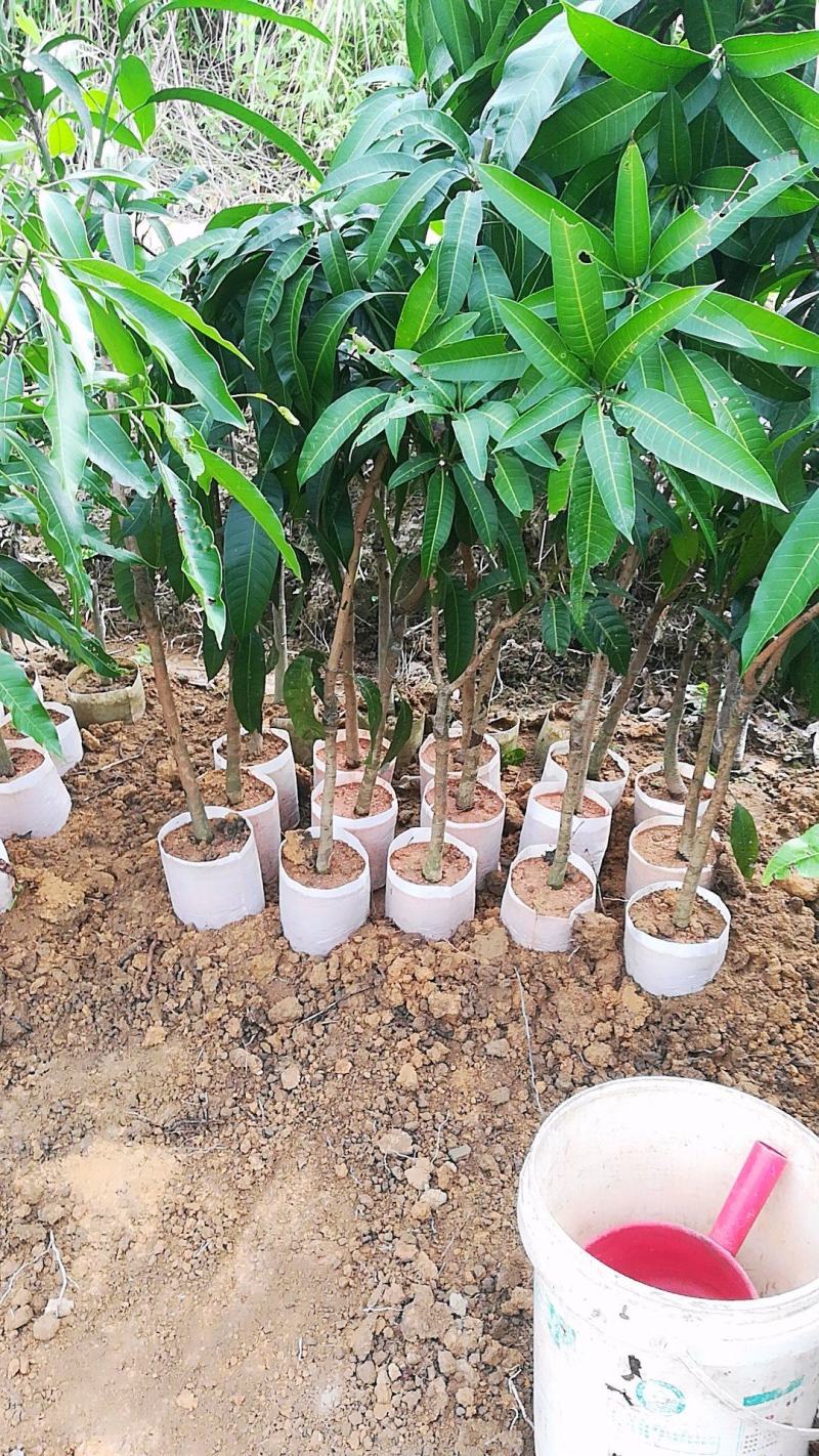 芒果树苗金煌芒果苗桂七芒果嫁接苗贵妃台农芒果树苗