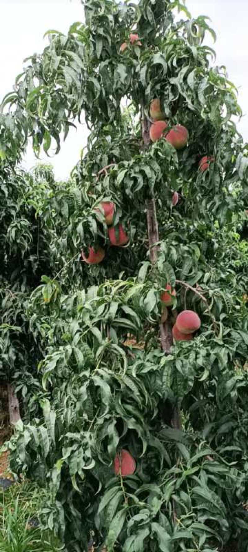 秋彤毛桃产地批发秋彤离核毛桃上市质量好口感脆甜