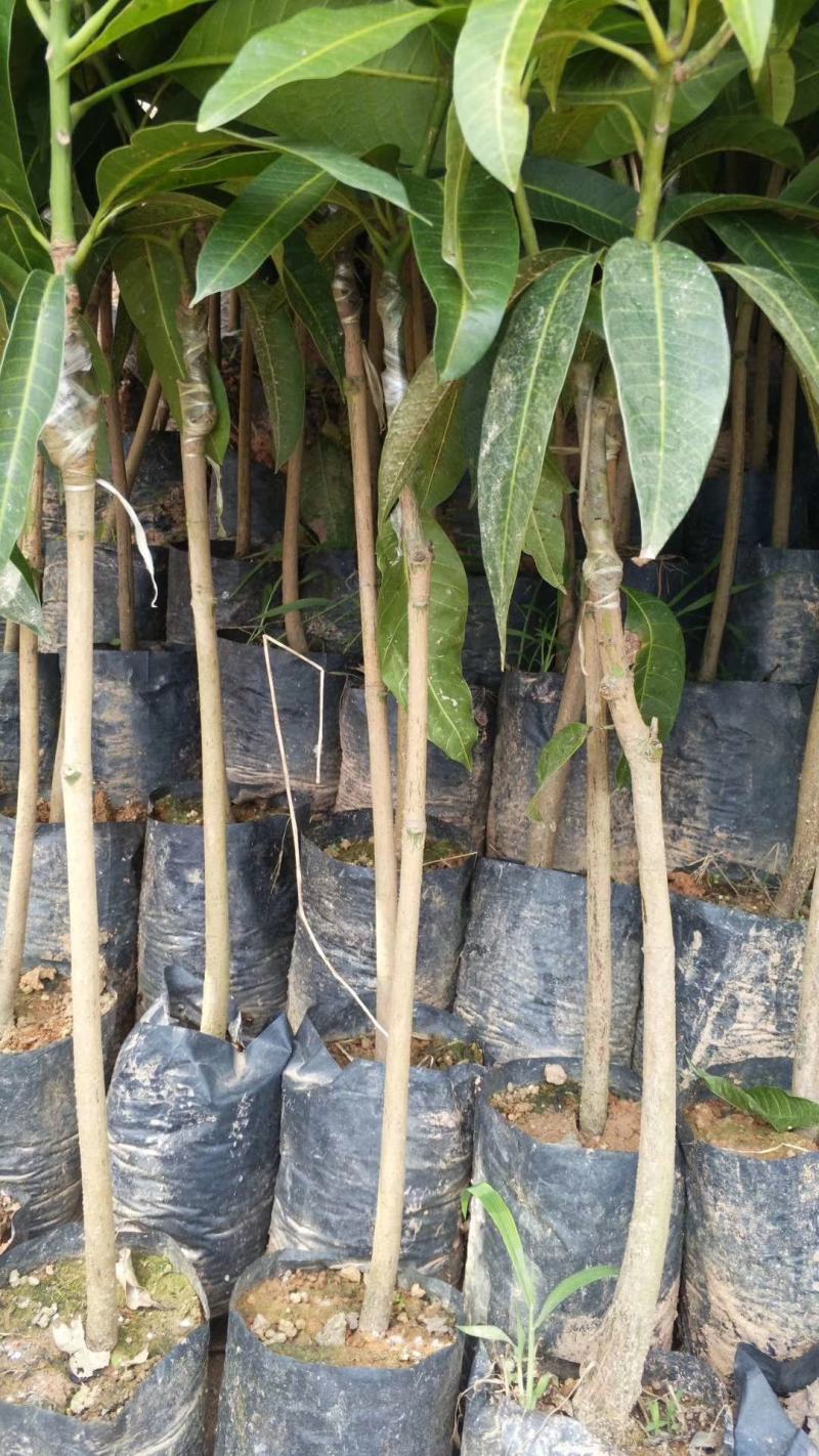 芒果树苗金煌芒果苗桂七芒果嫁接苗贵妃台农芒果树苗