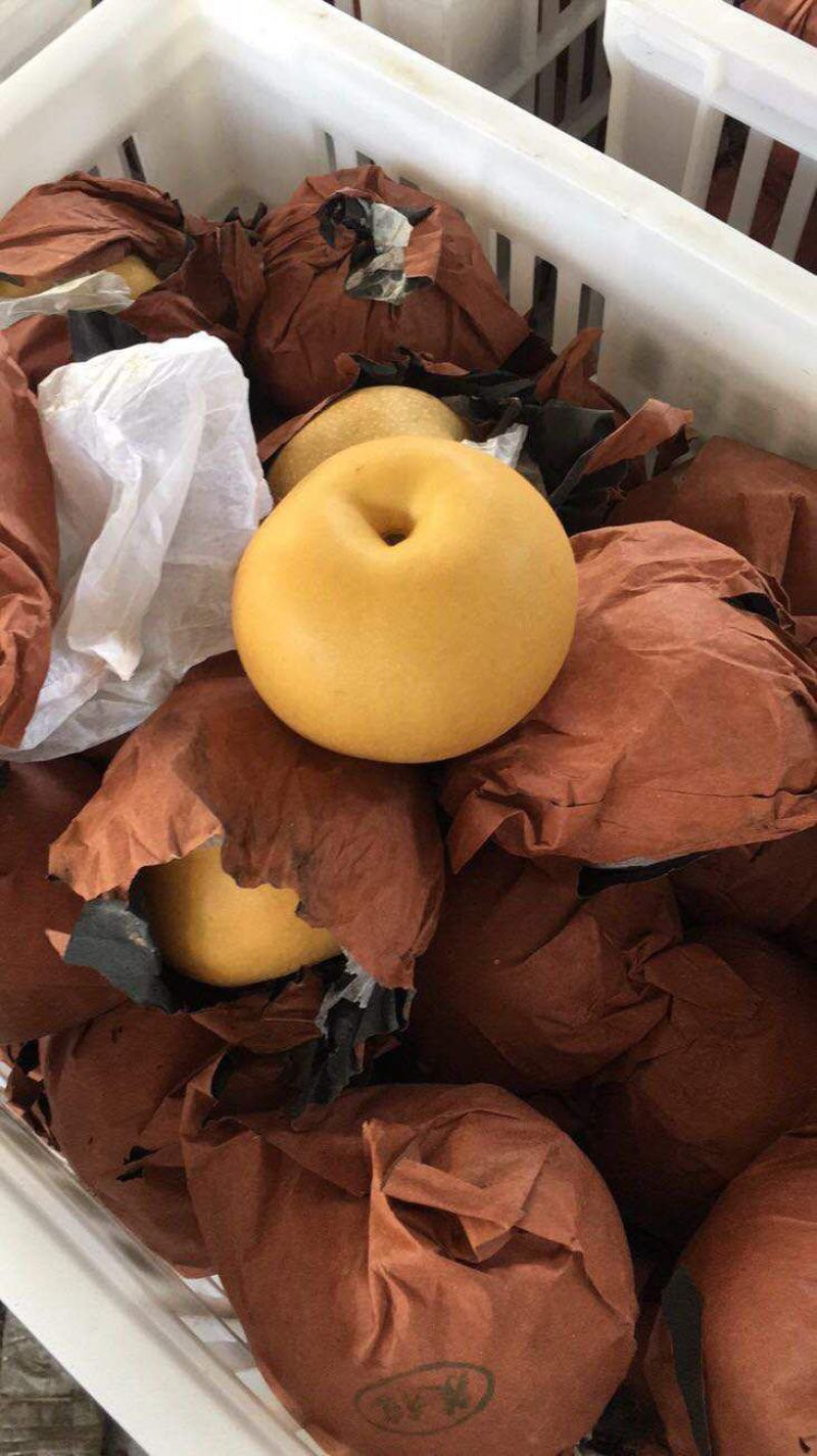 【精品】秋月梨大量上市含糖量高品质有保证大量有货！