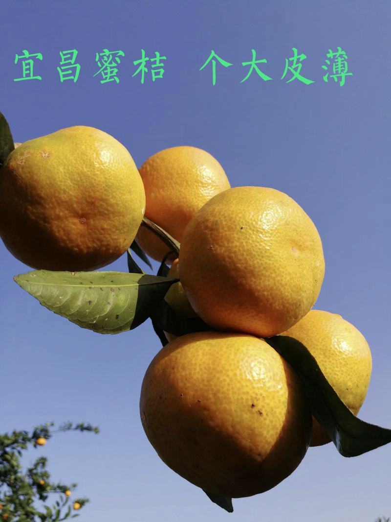 桔子柑桔宜昌特早蜜桔橘子柑橘蜜橘橘子
