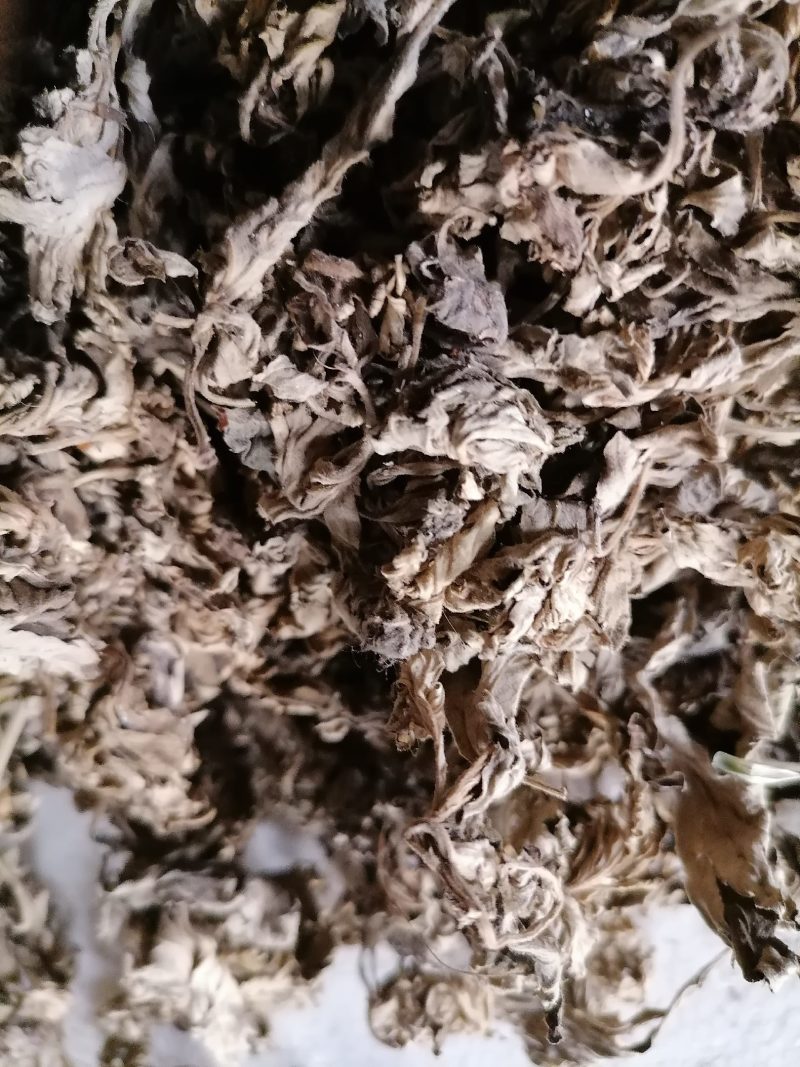 七年陈宛艾端午纯艾叶尖野艾尖现库存500斤不是7年陈免费