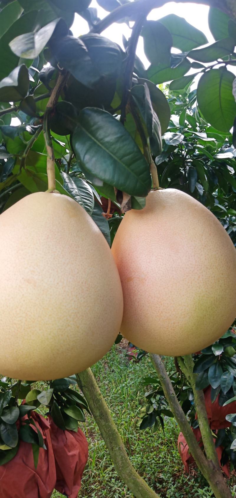 三红蜜柚子，口感好水份足，颜色好看。