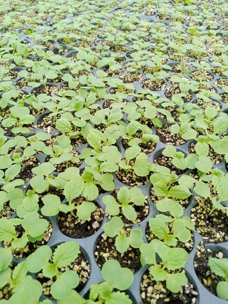 白菜苗，中熟系列白菜苗，冷棚种植，效益好穴盘苗，成活率高