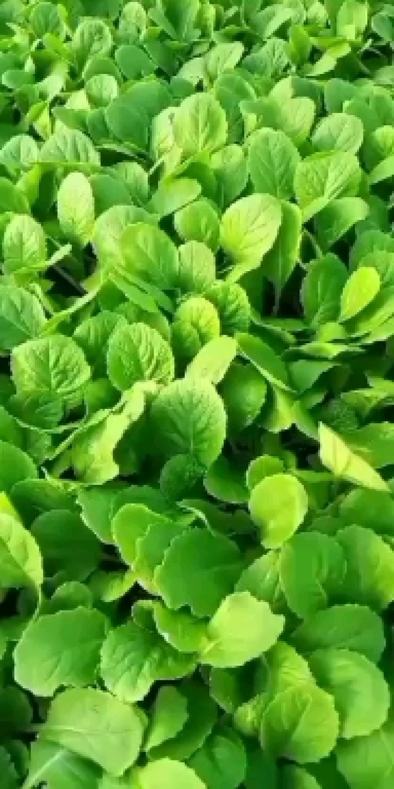 白菜苗，中熟系列白菜苗，冷棚种植，效益好穴盘苗，成活率高
