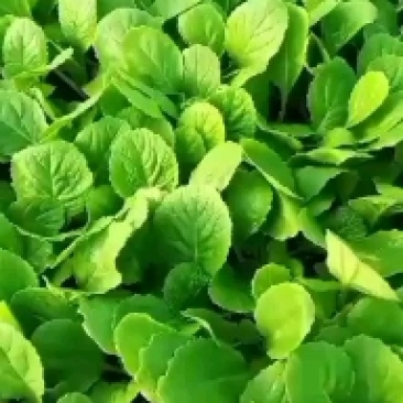 白菜苗，中熟系列白菜苗，冷棚种植，效益好穴盘苗，成活率高