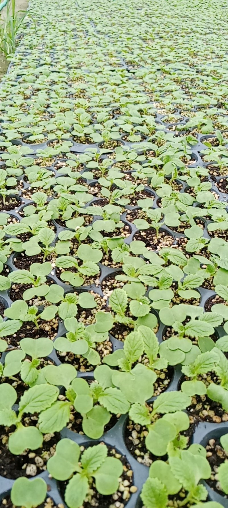 白菜苗，中熟系列白菜苗，冷棚种植，效益好穴盘苗，成活率高