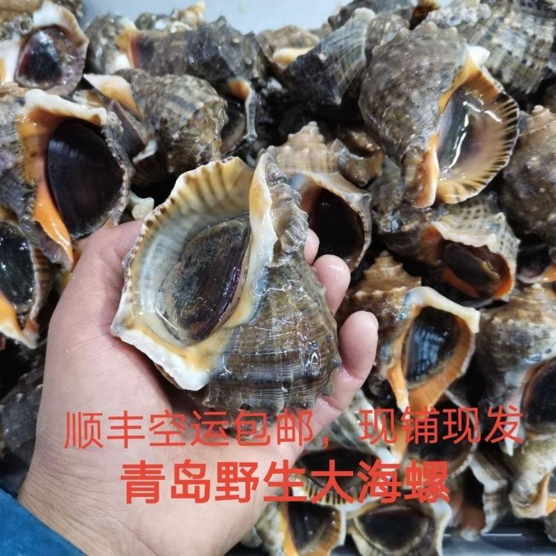 青岛大海螺鲜活超大海螺超大海螺海鲜水产鲜活特大海螺