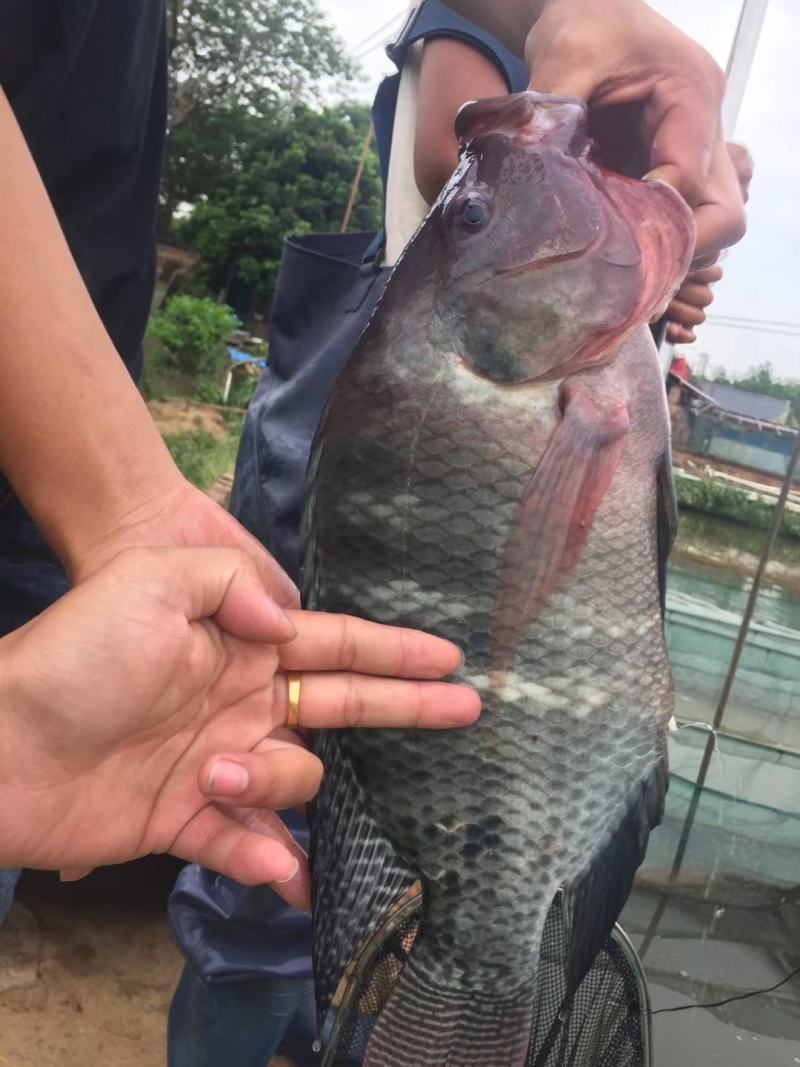 货源充足，长期供应，正宗脆肉，宝路罗非鱼苗，各种罗非鱼苗
