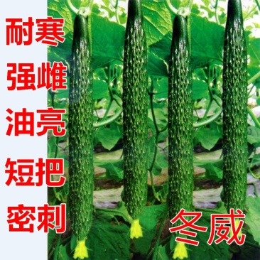 冬威耐寒黄瓜种子亩产高瓜条好越冬早春优品