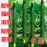 冬威耐寒黄瓜种子亩产高瓜条好越冬早春优品