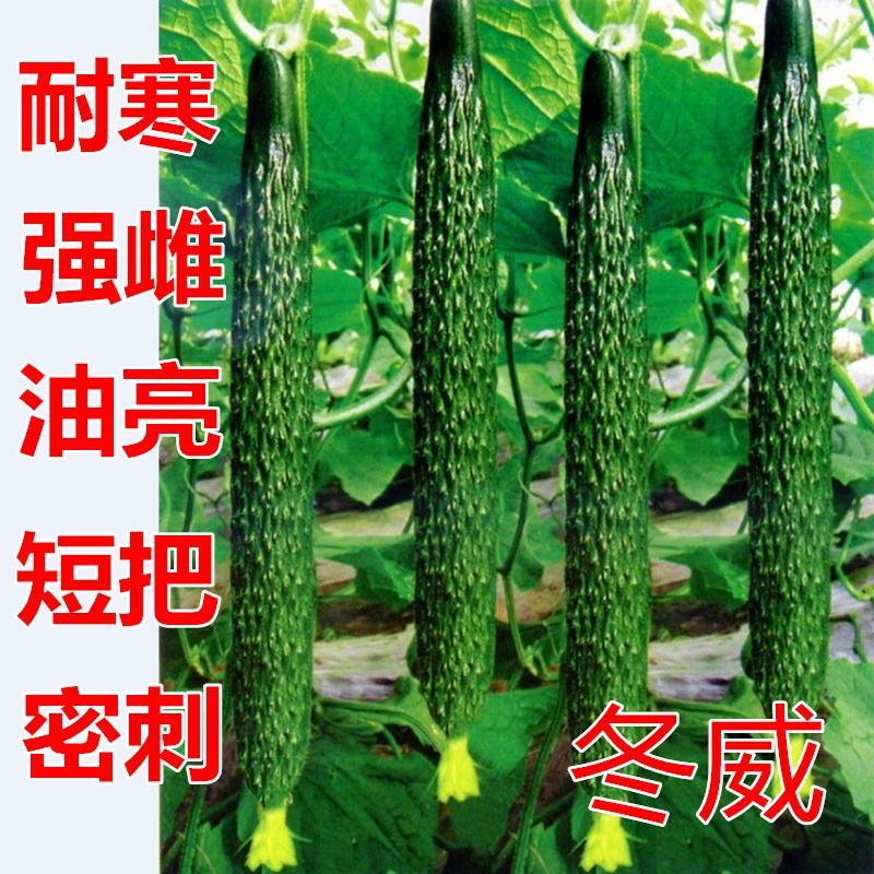 冬威耐寒黄瓜种子亩产高瓜条好越冬早春优品