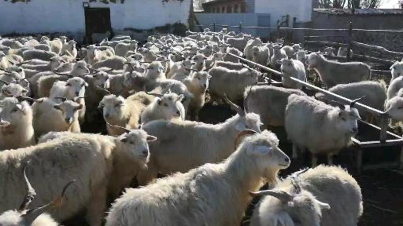 内蒙古【熟羊肉】七层熟，牧场直供，每天屠宰，货源稳定