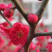 红叶碧桃芽苗红叶碧桃芽苗红叶碧桃芽苗红叶碧桃芽苗