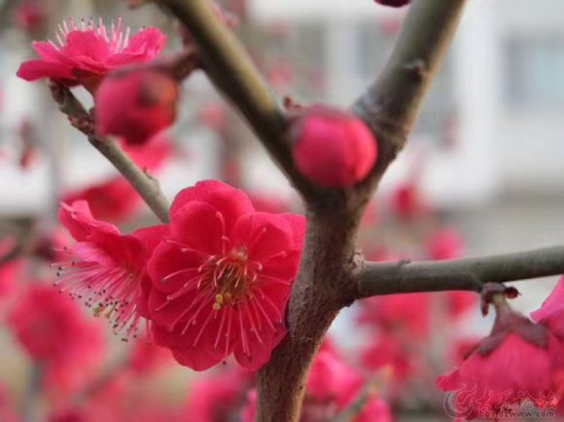 红叶碧桃芽苗红叶碧桃芽苗红叶碧桃芽苗红叶碧桃芽苗