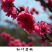 红叶碧桃芽苗红叶碧桃芽苗红叶碧桃芽苗红叶碧桃芽苗