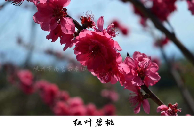 红叶碧桃芽苗红叶碧桃芽苗红叶碧桃芽苗红叶碧桃芽苗