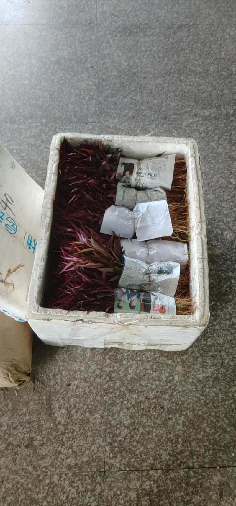 红叶碧桃芽苗红叶碧桃芽苗红叶碧桃芽苗红叶碧桃芽苗