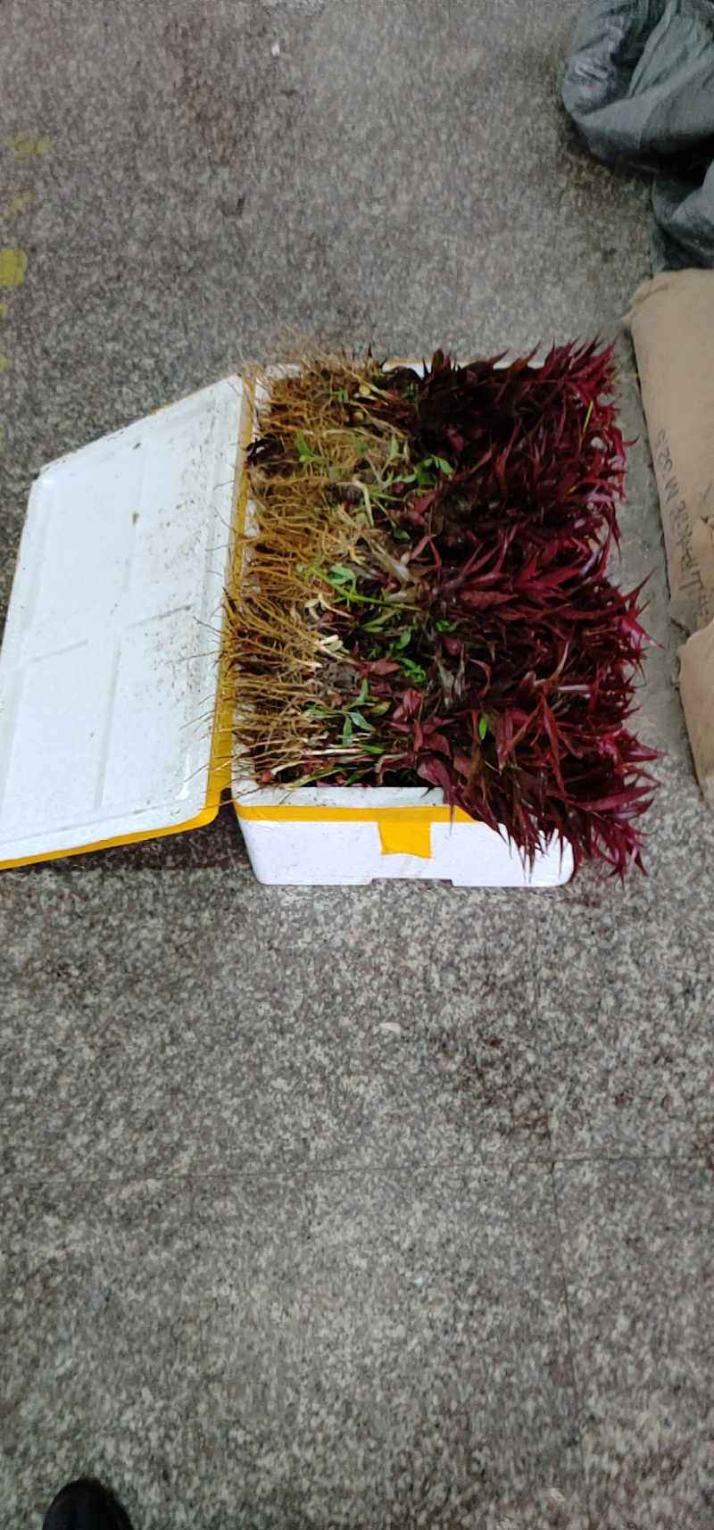 红叶碧桃芽苗红叶碧桃芽苗红叶碧桃芽苗红叶碧桃芽苗