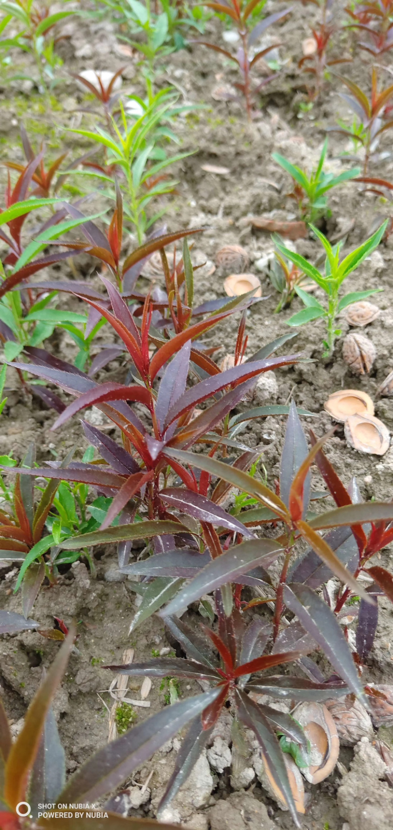 红叶碧桃芽苗红叶碧桃芽苗红叶碧桃芽苗红叶碧桃芽苗