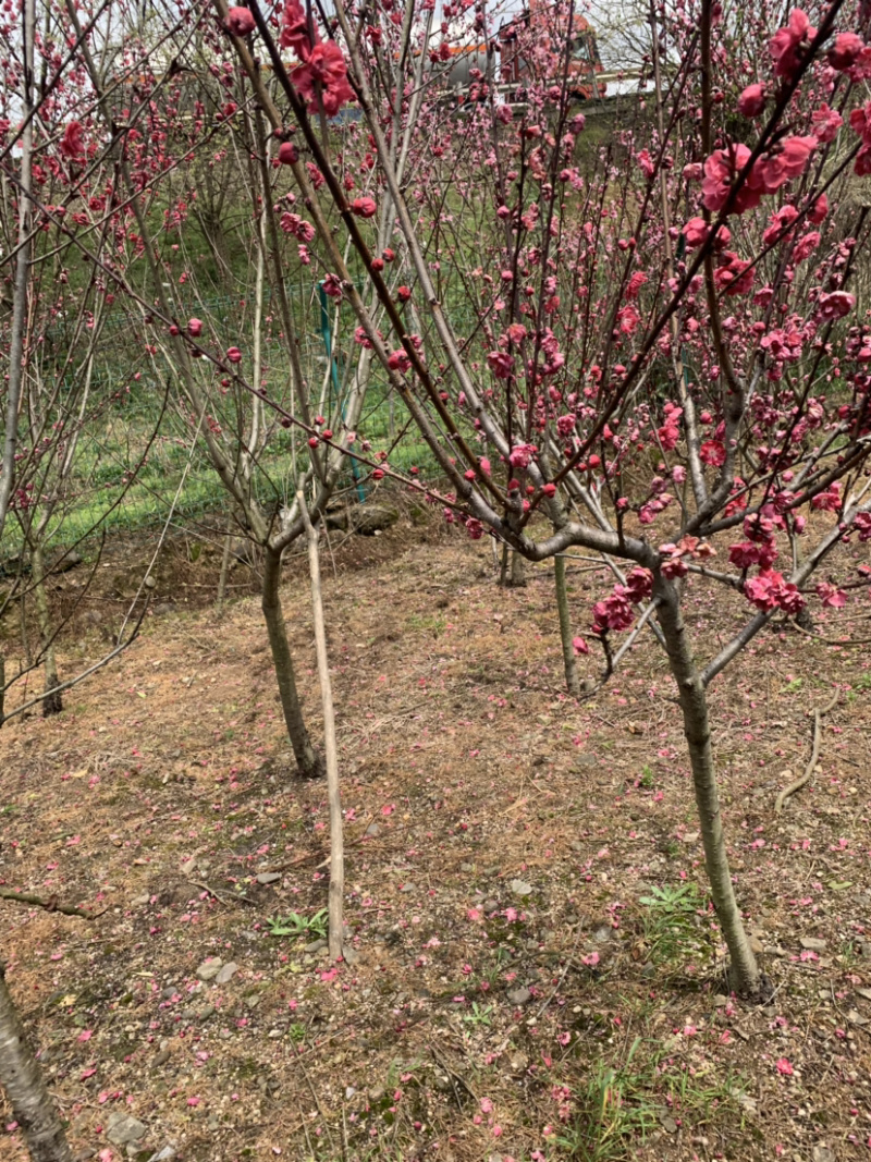 红叶碧桃芽苗红叶碧桃芽苗红叶碧桃芽苗红叶碧桃芽苗