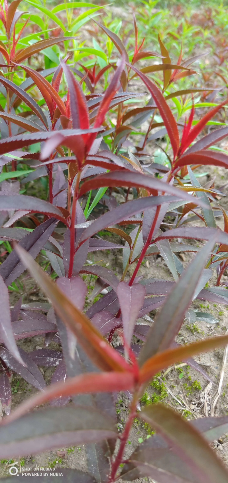 红叶碧桃芽苗红叶碧桃芽苗红叶碧桃芽苗红叶碧桃芽苗