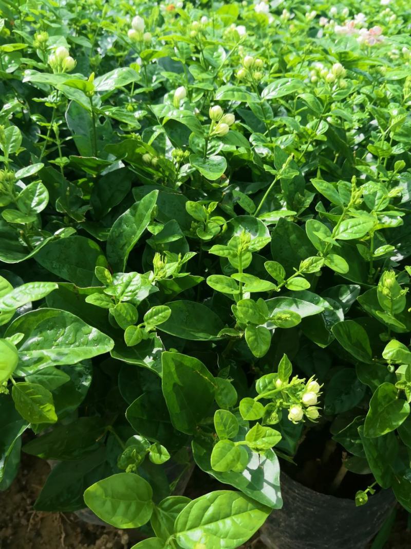 茉莉花盆栽广西横县产地直发，量大从优，欢迎采购下单