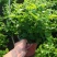 茉莉花盆栽广西横县产地直发，量大从优，欢迎采购下单