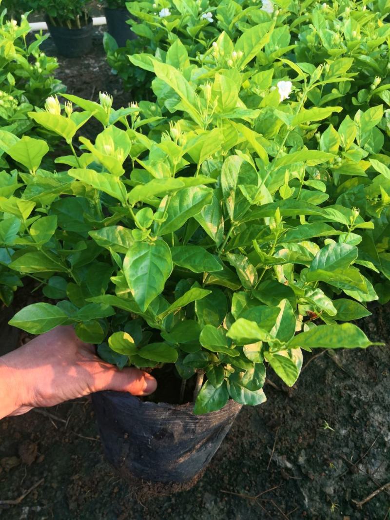 茉莉花盆栽广西横县产地直发，量大从优，欢迎采购下单