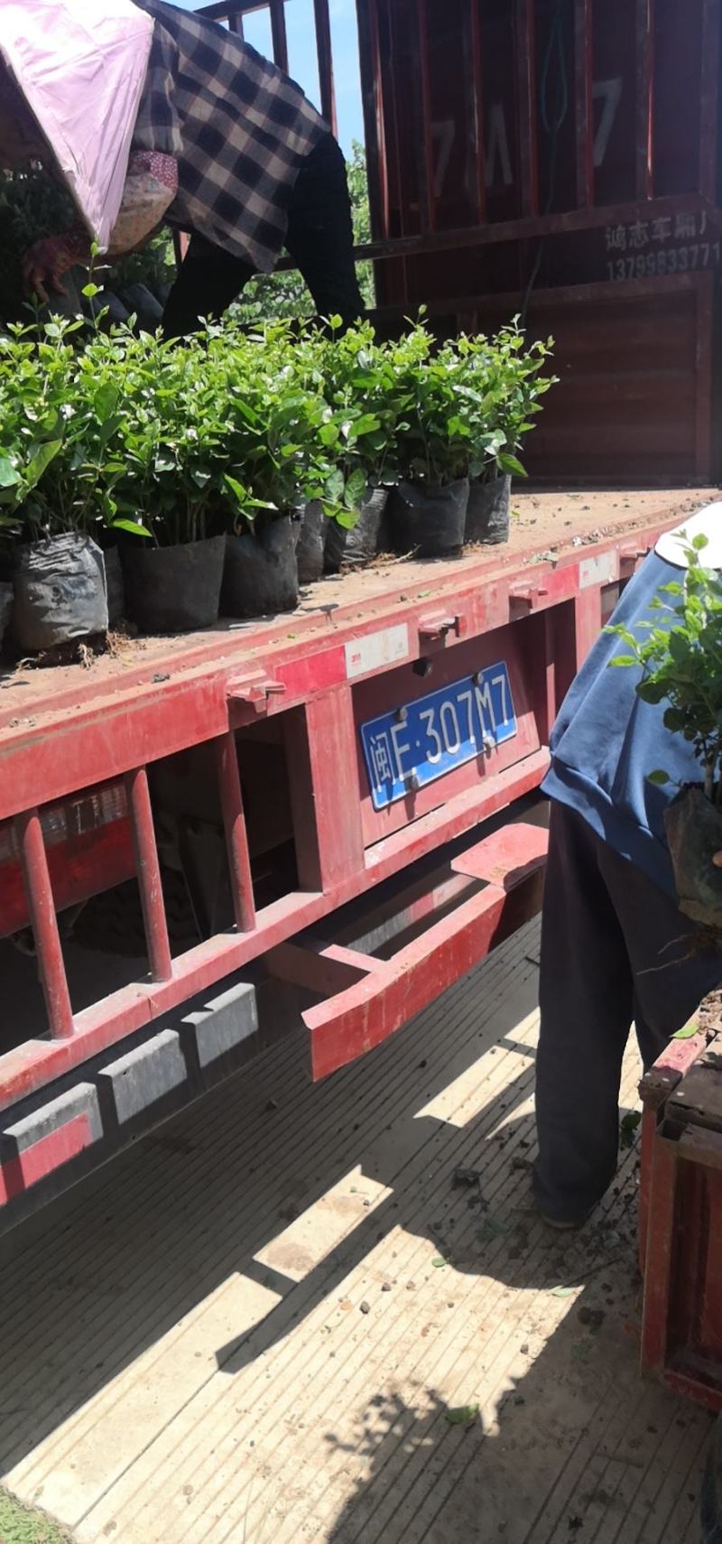 茉莉花盆栽广西横县产地直发，量大从优，欢迎采购下单