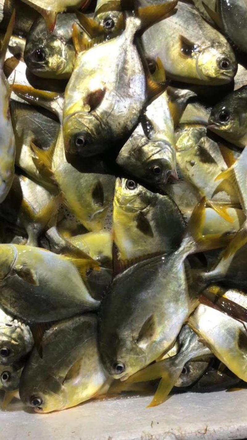 金鲳鱼，天然海捕的靓货
