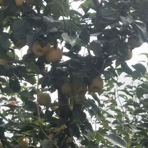 美人酥泸西县的好品质梨