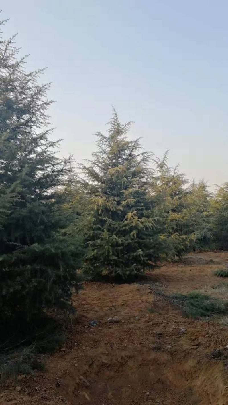 雪松7-8米，精品北方种子苗雪松直销，