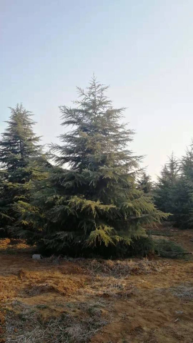 雪松7-8米，精品北方种子苗雪松直销，