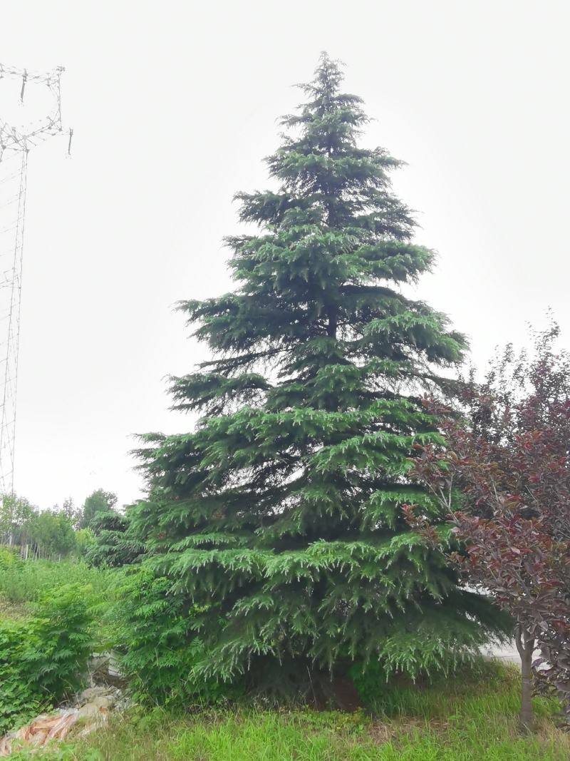 雪松7-8米，精品北方种子苗雪松直销，