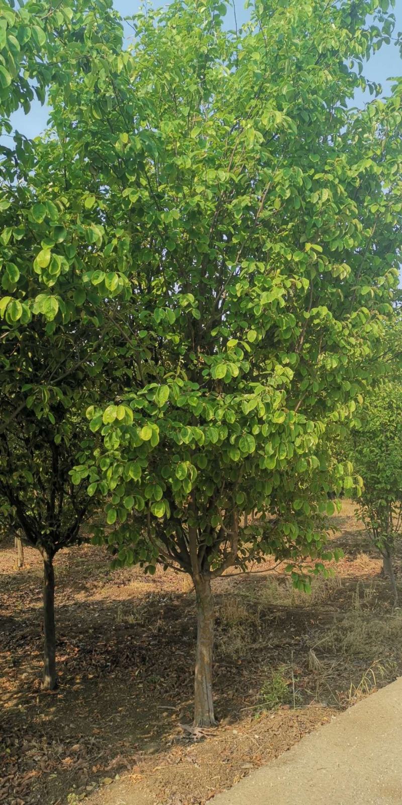 木瓜海棠8~10cm8~10cm6~8cm