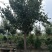木瓜海棠8~10cm8~10cm6~8cm